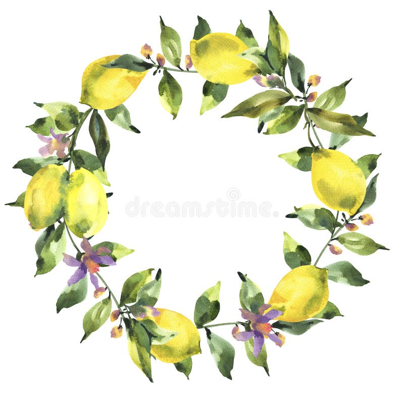 Guirnalda de la acuarela con la rama del limón fresco de los agrios, de hojas verdes y de flores ilustración del vector Guirnalda de la acuarela con la rama del limón fresco de los agrios, de hojas verdes y de flores ilustración del vector