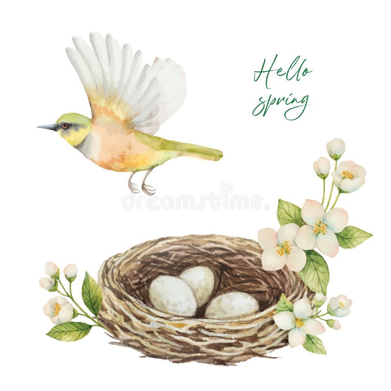 Guirnalda del vector de la acuarela con el pájaro, jerarquía con los huevos y jazmín de las flores aislado en un fondo blanco ilustración del vector Guirnalda del vector de la acuarela con el pájaro, jerarquía con los huevos y jazmín de las flores aislado en un fondo blanco ilustración del vector
