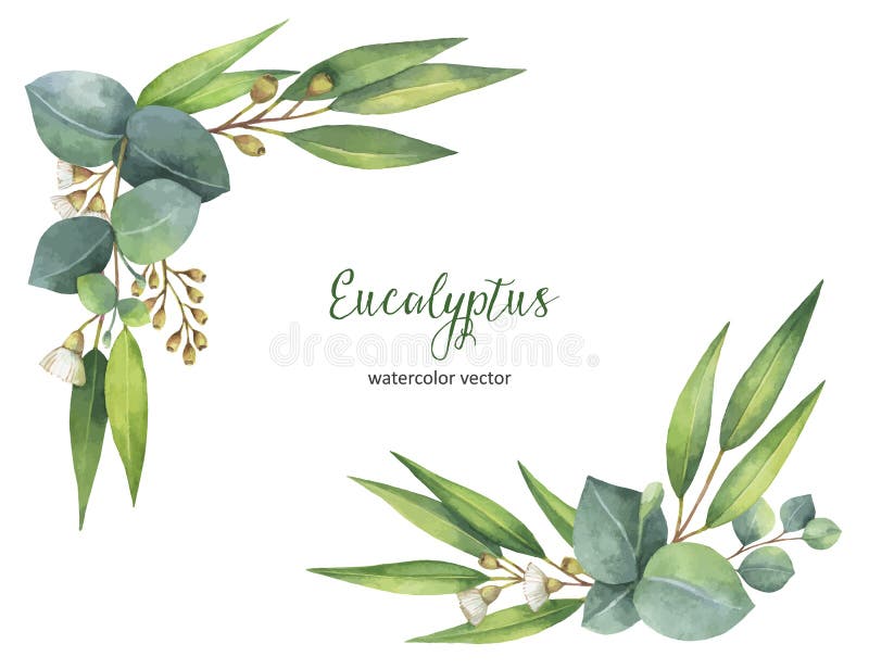 Guirnalda del vector de la acuarela con las hojas y las ramas verdes del eucalipto