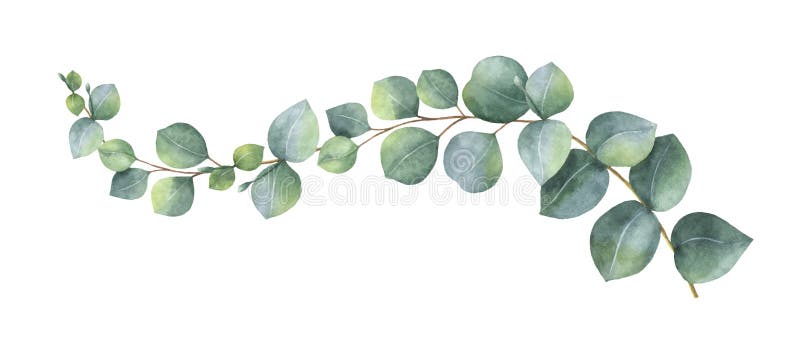 Guirnalda del vector de la acuarela con las hojas y las ramas verdes del eucalipto
