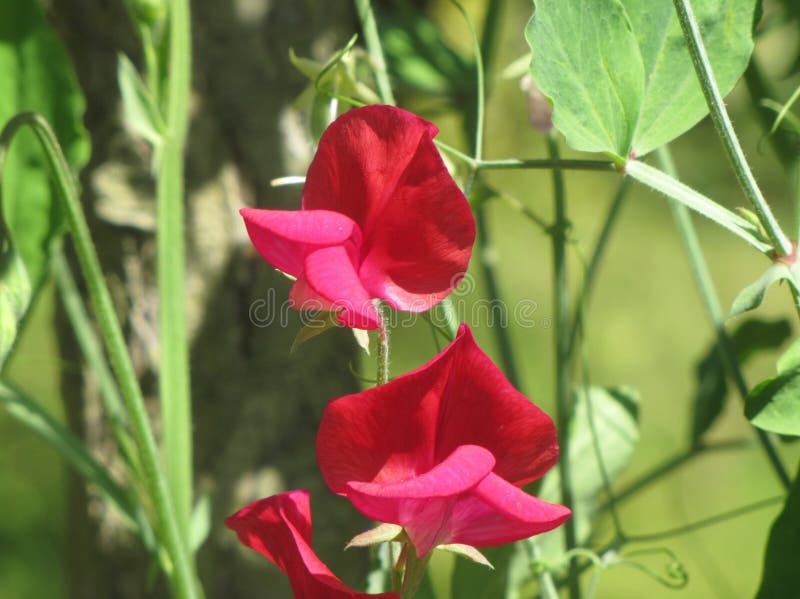 Guisantes De Olor Del Rojo De La Flor Imagen de archivo - Imagen de dulce,  hojas: 92959195