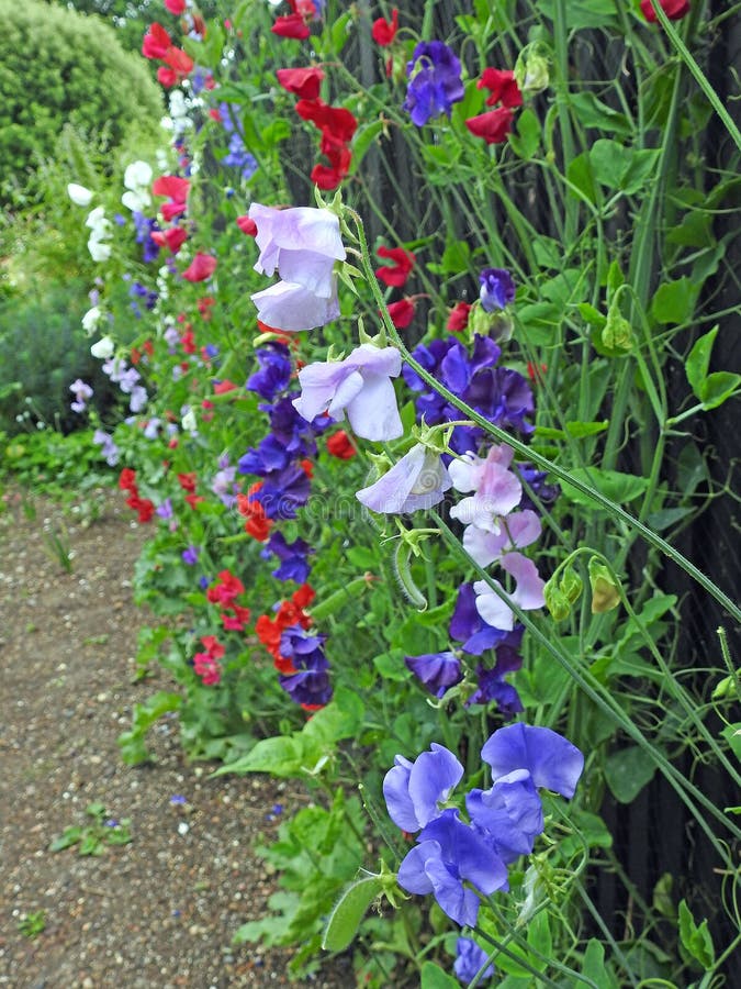 Guisantes De Olor Que Suben Las Vainas De La Semilla De Las Plantas De Las Flores Que Se Arrastran Foto de archivo - Imagen de colorido, trepadores: 152057054 Guisantes De Olor Que Suben Las Vainas De La Semilla De Las Plantas De Las Flores Que Se Arrastran Foto de archivo - Imagen de colorido, trepadores: 152057054
