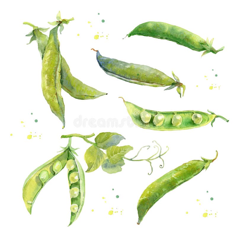 guisantes Pintura dibujada mano de la acuarela en blanco stock de ilustración guisantes Pintura dibujada mano de la acuarela en blanco stock de ilustración