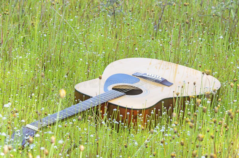 Guitar In Field Of Wild Flower Stock Photo Image 35682232