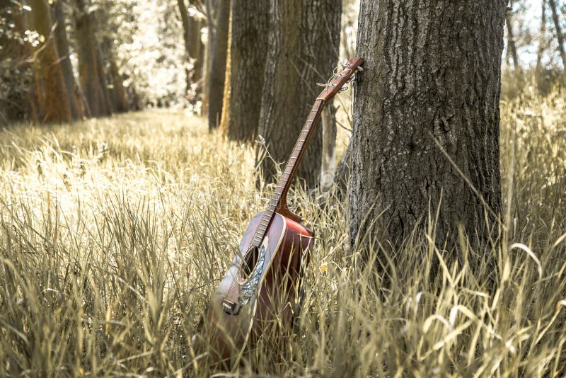 Guitar in nature stock image. Image of foliage, fall 96318751