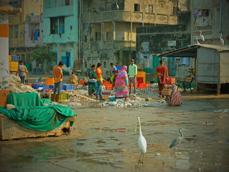 Gujaratikai, nachdem die lokale Fischereiflotte seinen Fang gelandet hat lizenzfreie stockfotografie Gujaratikai, nachdem die lokale Fischereiflotte seinen Fang gelandet hat lizenzfreie stockfotografie