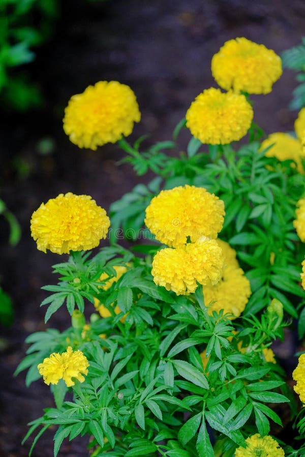 Gul asiat för ringblomma, fantastisk blomma, arkivbilder Gul asiat för ringblomma, fantastisk blomma, arkivbilder