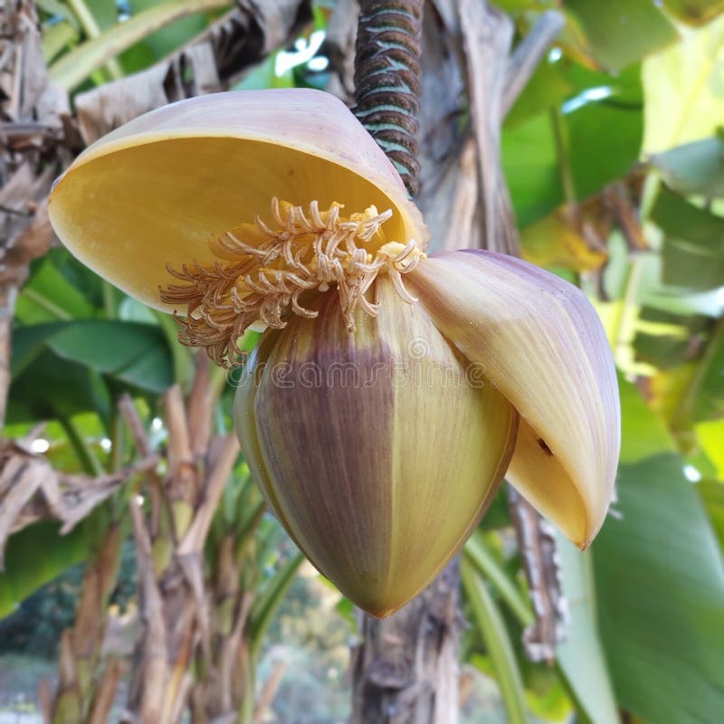 Gul bananblomningsgren arkivfoton