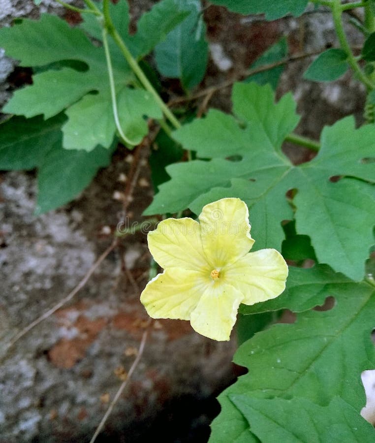 Gul bitter kalebassblomma med gröna blad arkivbilder Gul bitter kalebassblomma med gröna blad arkivbilder