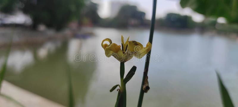 Adorable little bulb that forms grassy colonies. Beginning in early summer and continuing to fall 10? stems support amber orange intricate three petalled flowers. Each lasts just one day but new flowers appear seemingly from nowhere from the stems so do not remove- these stems can produce flowers for up to 6 weeks.  Grassy medium green corrugated leaves accompany the flowers. Open sites with little competition from other plants. Sharp drainage in average to rich soil with regular summer irrigation. Full sun to light shade. Surprisingly cold hardy. Rock gardens, containers. Native to rocky plains in Argentina and Uruguay. It makes a great candidate for troughs and perennial containers where you can closely inspect the fascinating blooms. Mostly evergreen in our climate. Adorable little bulb that forms grassy colonies. Beginning in early summer and continuing to fall 10? stems support amber orange intricate three petalled flowers. Each lasts just one day but new flowers appear seemingly from nowhere from the stems so do not remove- these stems can produce flowers for up to 6 weeks.  Grassy medium green corrugated leaves accompany the flowers. Open sites with little competition from other plants. Sharp drainage in average to rich soil with regular summer irrigation. Full sun to light shade. Surprisingly cold hardy. Rock gardens, containers. Native to rocky plains in Argentina and Uruguay. It makes a great candidate for troughs and perennial containers where you can closely inspect the fascinating blooms. Mostly evergreen in our climate