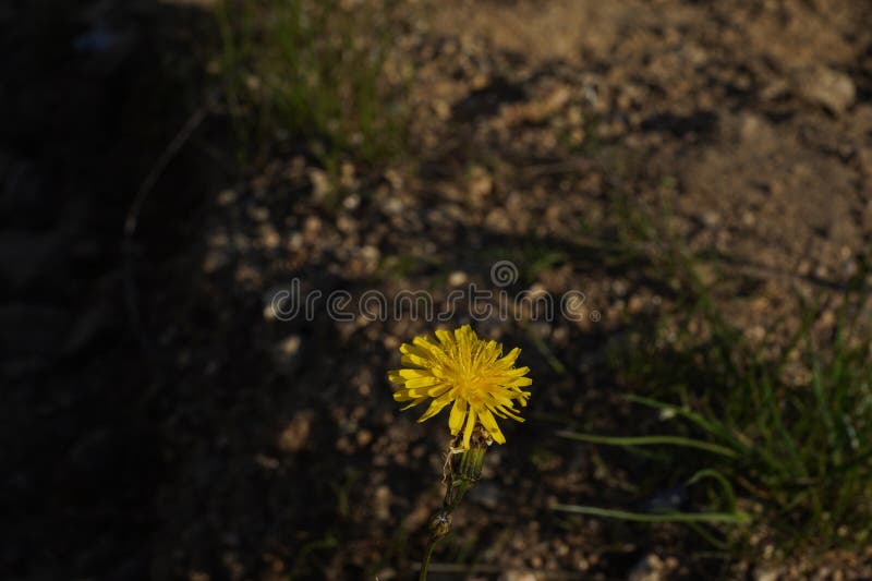 Gul blomma från en växt- eller katöröröra i latin som kallas hypochaeris radicata. royaltyfri bild