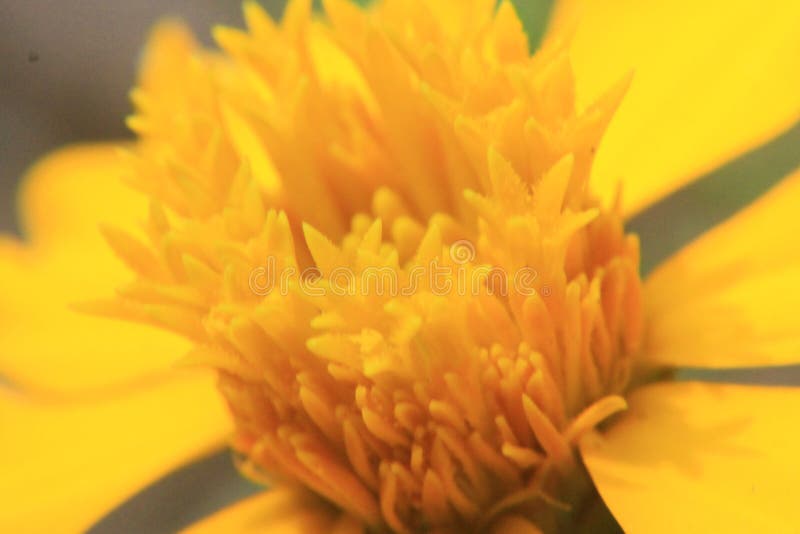 Gul blomma för makroskott för bakgrund arkivbild Gul blomma för makroskott för bakgrund arkivbild