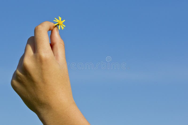 Gul blomma i hand arkivbilder