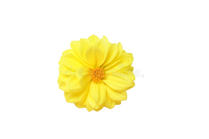 Gul blommaknopp av dahlian isolate royaltyfria foton Gul blommaknopp av dahlian isolate royaltyfria foton