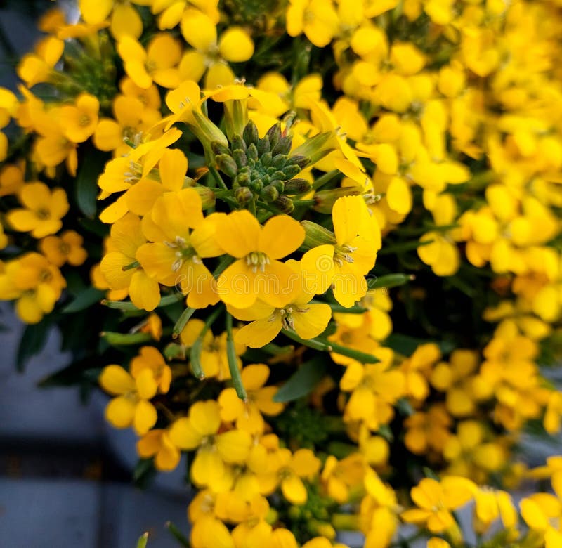 Gul blomningsgren av familjen Brassicaceae royaltyfri fotografi