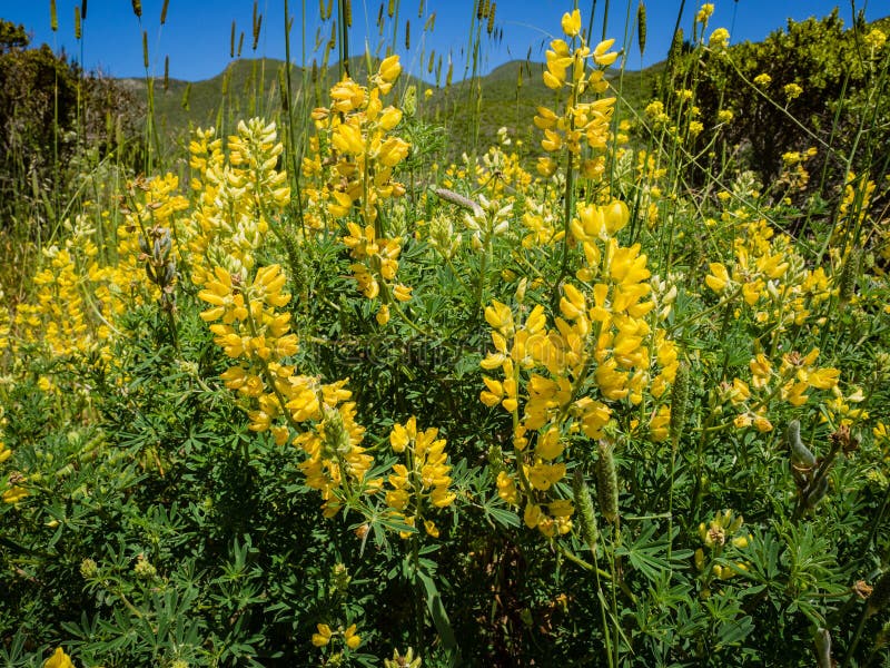 Gul buskelupine, lupinusarboreus fotografering för bildbyråer Gul buskelupine, lupinusarboreus fotografering för bildbyråer