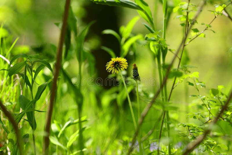 Gul dandelion-blomning i en skog royaltyfri foto