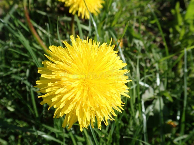Gul dandelion-blomning i gräset royaltyfri bild