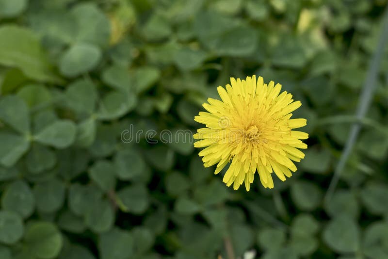 Gul dandelion-blomning på gården arkivbilder