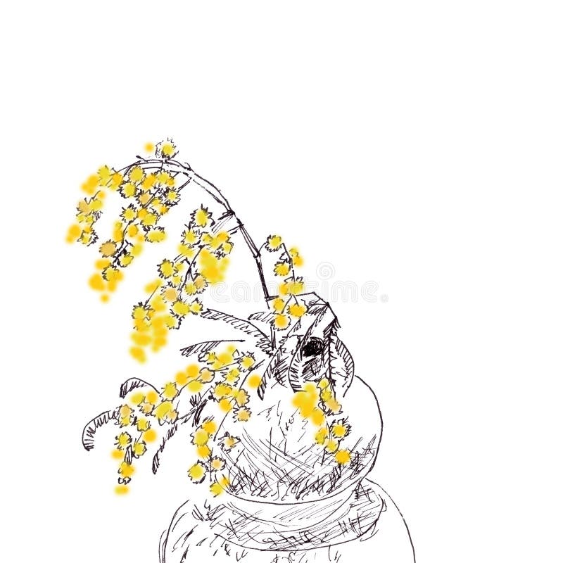Gul fjäderblomning mimosa i en vase på vit bakgrund royaltyfri illustrationer