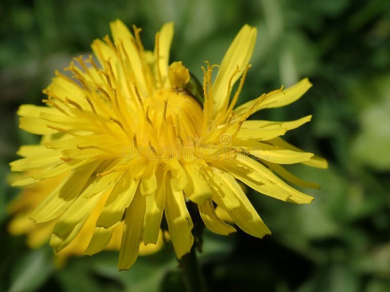 Gul maskros som blommar i v? rgr? s royaltyfri bild