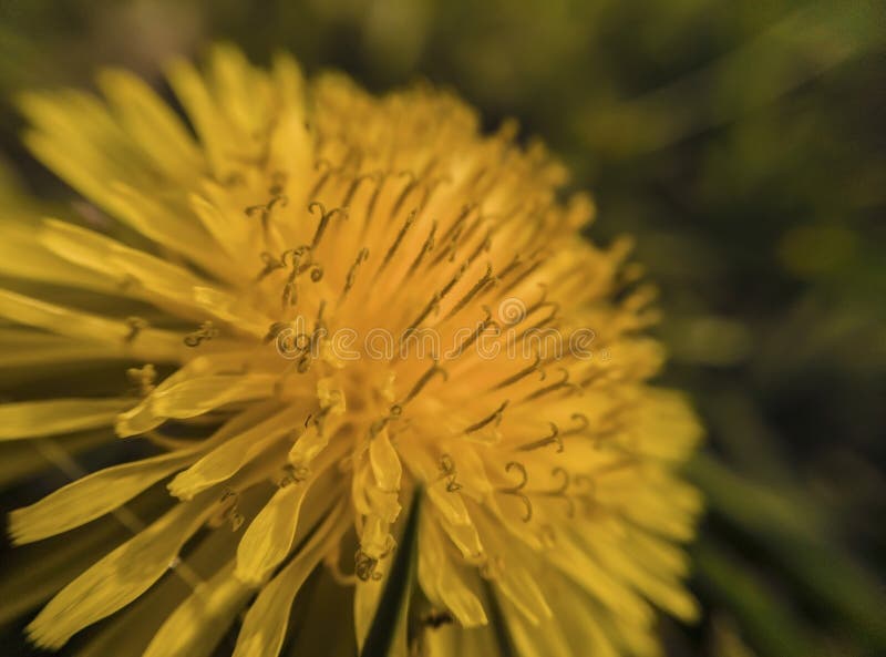 Gul maskrosblomma i naturlig inst?llning arkivfoton Gul maskrosblomma i naturlig inst?llning arkivfoton