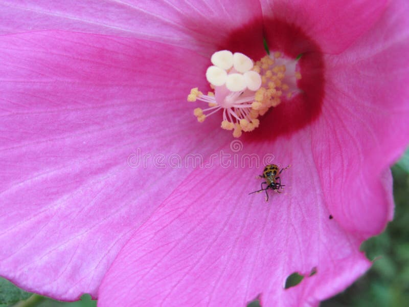 Gul nyckelpiga som täckas med gult pollen arkivbild Gul nyckelpiga som täckas med gult pollen arkivbild