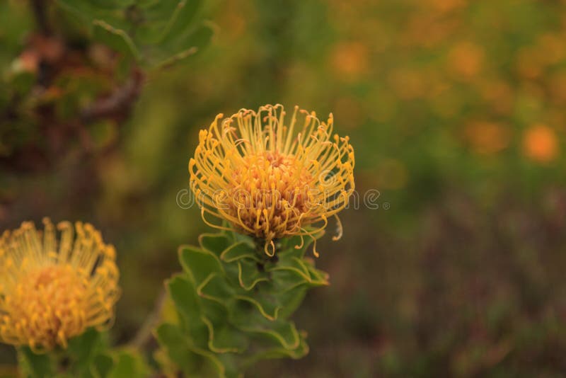 Gul nåldynaproteaLeucospermum cordifolium royaltyfria bilder Gul nåldynaproteaLeucospermum cordifolium royaltyfria bilder