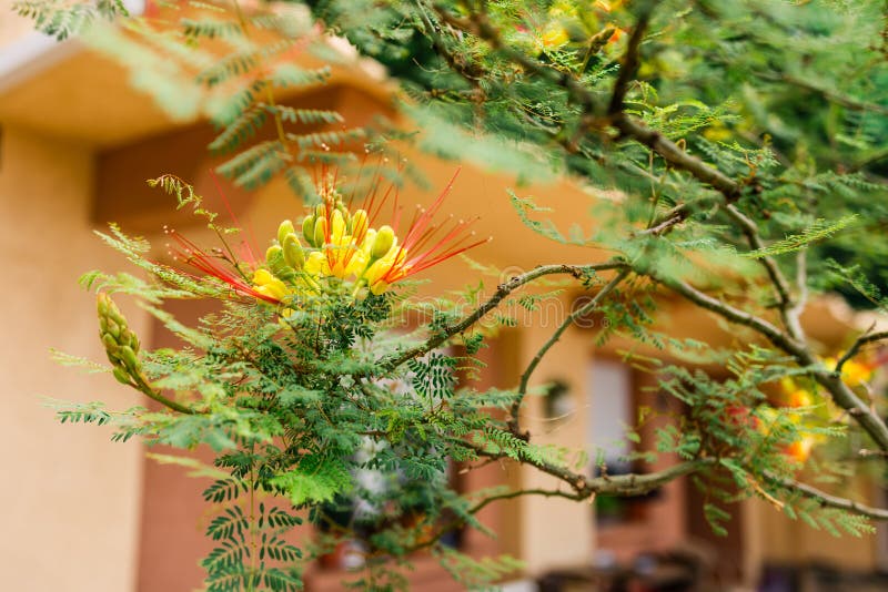 Gul och röd exotisk blomma bland fenliknande blad. Ljusa detaljer symboliserar sommarskönhet och tropisk natur. arkivbilder