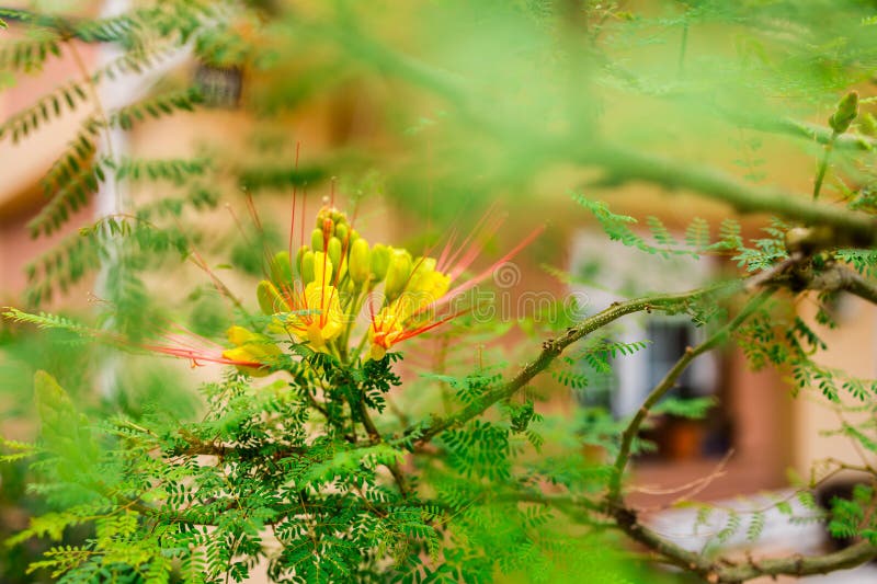 Gul och röd exotisk blomma bland fenliknande blad. Ljusa detaljer symboliserar sommarskönhet och tropisk natur. arkivfoton
