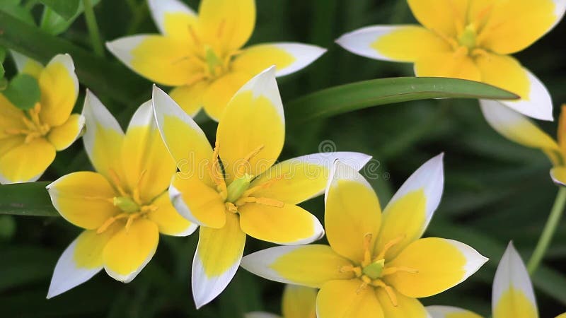 Gul och vit tulpan som blomstrar i trädgård på naturlig bakgrund Tulip Tarda, sen tulpan härliga buketttulpan färgrikt