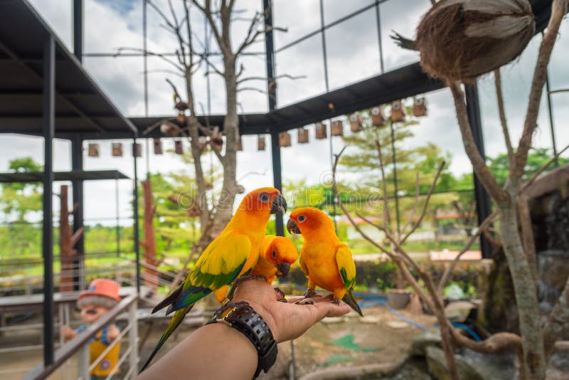 Gul papegojafågel, solconure royaltyfria bilder Gul papegojafågel, solconure royaltyfria bilder