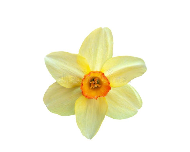 Gul pingstlilja för härlig blomma som isoleras på vit bakgrund royaltyfri foto Gul pingstlilja för härlig blomma som isoleras på vit bakgrund royaltyfri foto