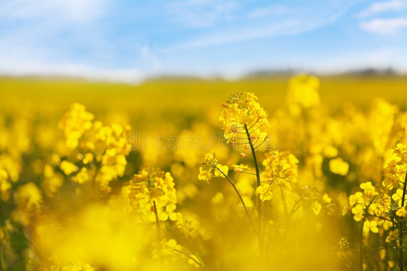 Gul rapsfält mot blå bakgrund. blommor av blomma royaltyfri bild
