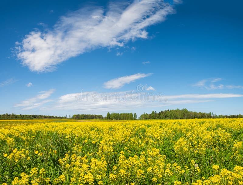 Gul Rapsfält och blå himmel. royaltyfria bilder