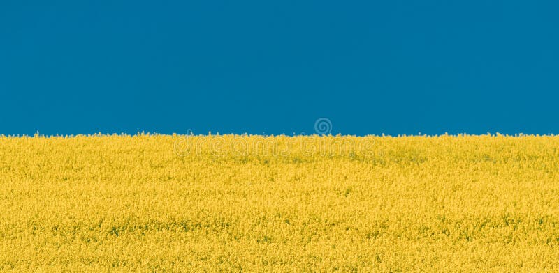Gul rapsfält och blå himmel sommarsoldag. landskap som ukrainsk flagg fotografering för bildbyråer