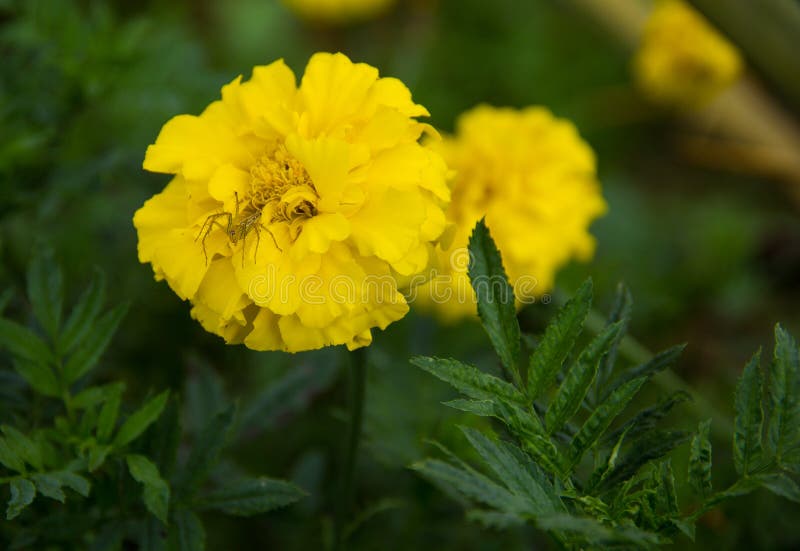 Gul ringblommablomma med en spindel I trädgården arkivfoto Gul ringblommablomma med en spindel I trädgården arkivfoto