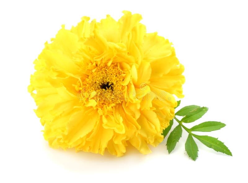 gul ringblommablomma, Tagetes erecta, mexicansk ringblomma, Aztec ringblomma, afrikansk ringblomma som isoleras på vit bakgrund royaltyfri bild gul ringblommablomma, Tagetes erecta, mexicansk ringblomma, Aztec ringblomma, afrikansk ringblomma som isoleras på vit bakgrund royaltyfri bild