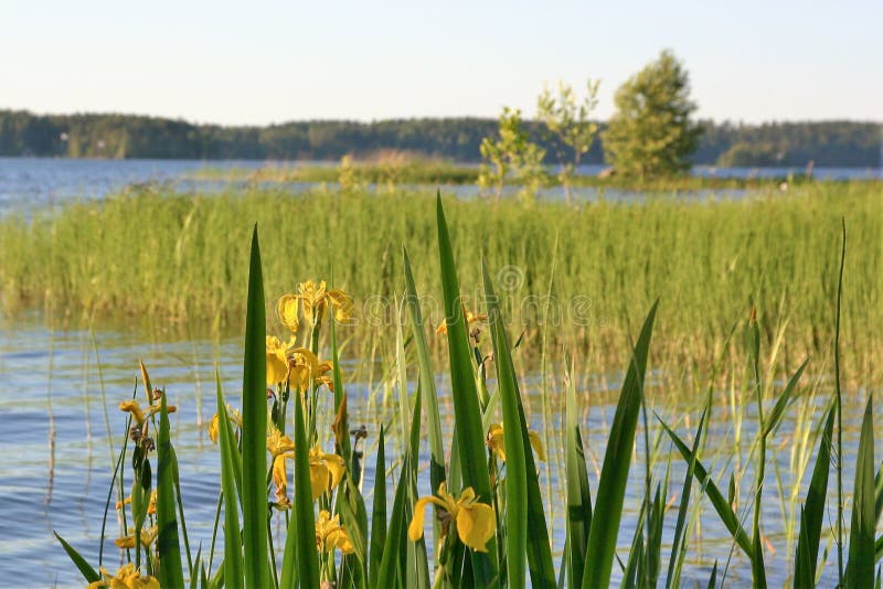 Gul svärdsliljablommor blommar vid sjön arkivbilder Gul svärdsliljablommor blommar vid sjön arkivbilder