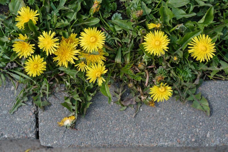Gul taraxacum dandelion-blomning nära kranen under våren. översta vyn. arkivfoto