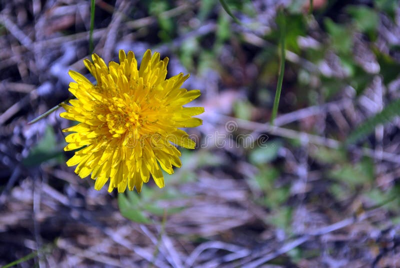 Gul taraxacumofficinale den gemensamma maskrosen som blommar blomman på bakgrund för grönt gräs arkivfoto
