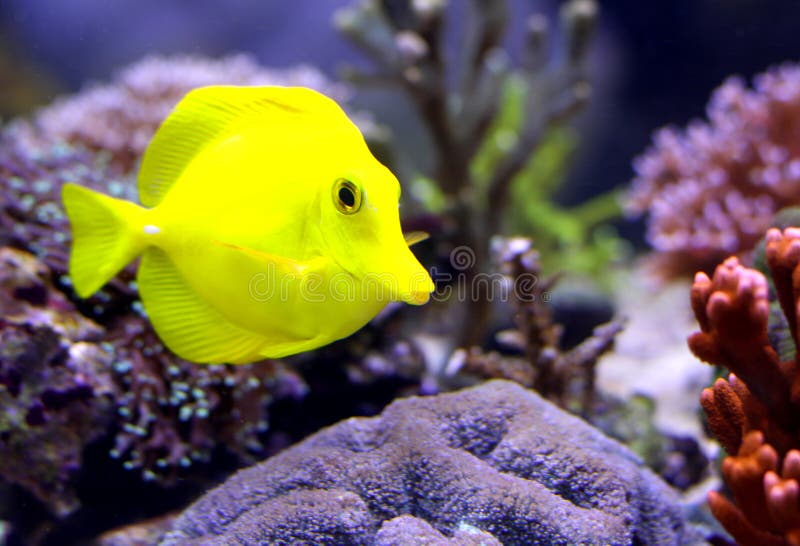 Gul tropisk fisk som simmar i akvariet royaltyfri bild Gul tropisk fisk som simmar i akvariet royaltyfri bild