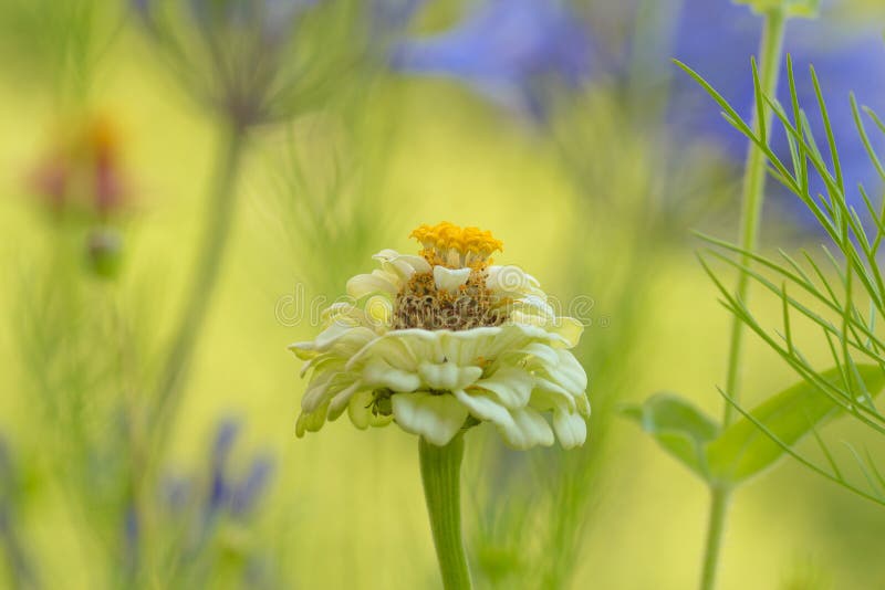 Gul zinkblomma på fältet med vacker oskarp bakgrund royaltyfria foton Gul zinkblomma på fältet med vacker oskarp bakgrund royaltyfria foton