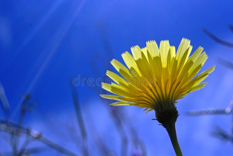 Gul ökenmaskrosblomma, Anza Borrego ökendelstatspark, royaltyfri foto Gul ökenmaskrosblomma, Anza Borrego ökendelstatspark, royaltyfri foto