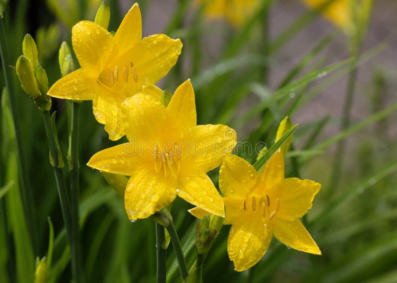 Gula Daylilies arkivbilder Gula Daylilies arkivbilder