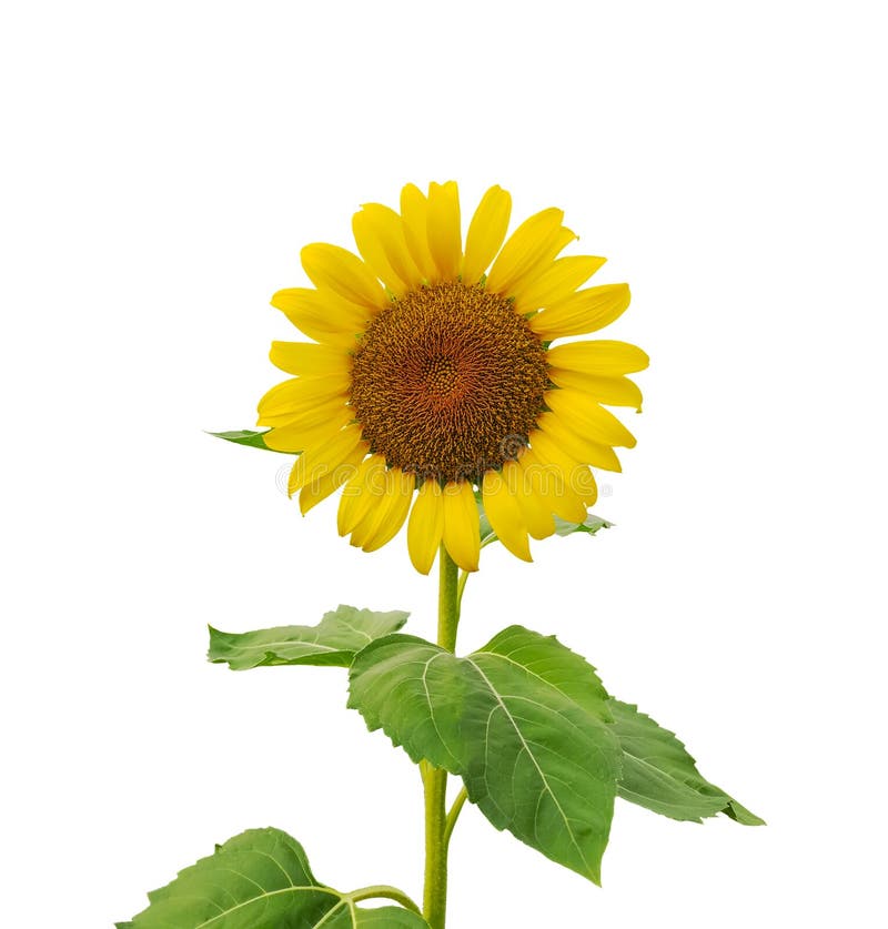 Gula kronblad av solrosen som blommar p? stammen och gr?na sidor som isoleras p? vit bakgrund, stansad med urklippbanan fotografering för bildbyråer Gula kronblad av solrosen som blommar p? stammen och gr?na sidor som isoleras p? vit bakgrund, stansad med urklippbanan fotografering för bildbyråer