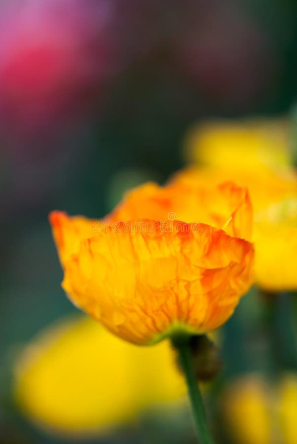 Gula och orange Poppy Flower royaltyfria bilder Gula och orange Poppy Flower royaltyfria bilder