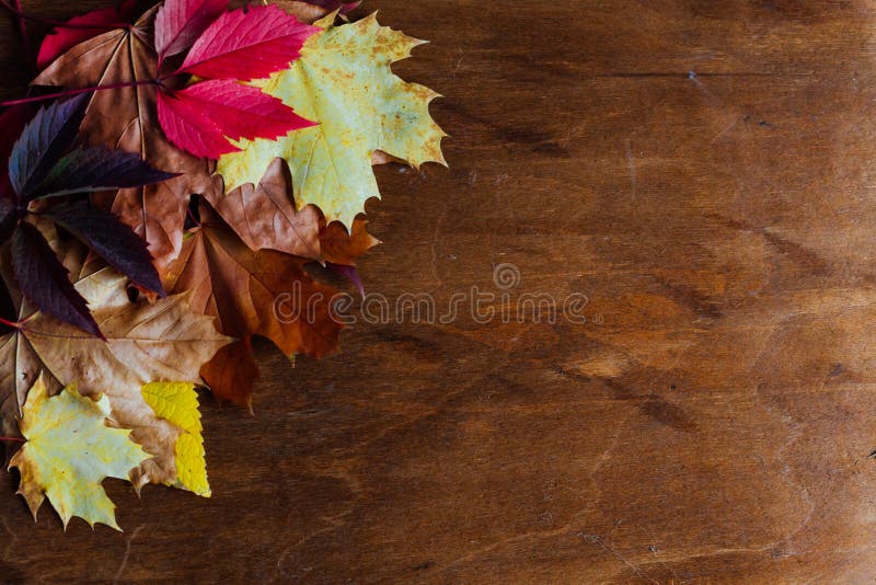 Yellow and red leaves autumn sour sour sour sours brown background. Yellow and red leaves autumn sour sour sour sours brown background