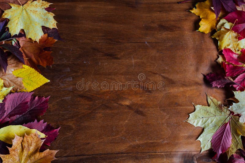 Yellow red leaves autumn sour sour sour sours brown wooden background. Yellow red leaves autumn sour sour sour sours brown wooden background