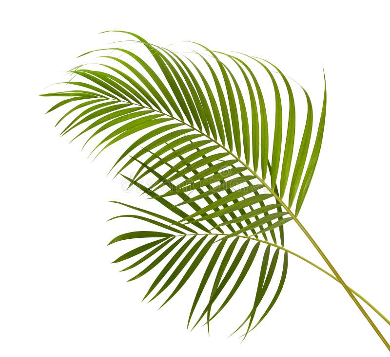 Gula palmbladDypsis lutescens eller den guld- rottingen gömma i handflatan, Arecapalmblad, tropisk lövverk som isoleras på vit ba arkivfoto Gula palmbladDypsis lutescens eller den guld- rottingen gömma i handflatan, Arecapalmblad, tropisk lövverk som isoleras på vit ba arkivfoto